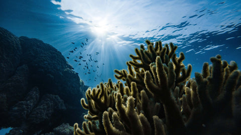 Just Collagen nature derived solution from the sea of fish and coral